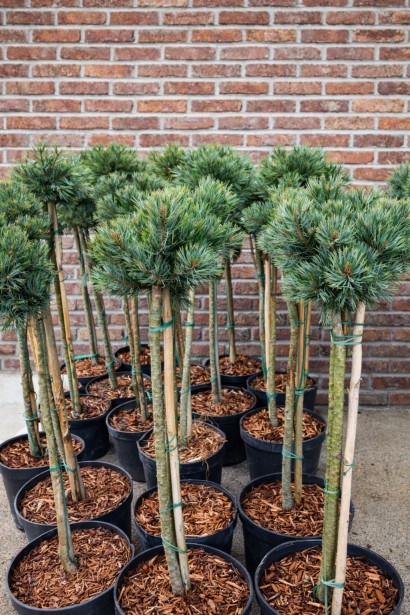 Сосна дрібноквіткова Кін-По / Кінпо купити в контейнері